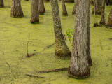 P1040245 Tupelo Trees growing in the Audubon Swamp Garden at Magnolia Plantation