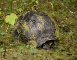 P1040326 Turtle
