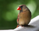 _MG_8623 Sweet Mrs. Cardinal