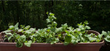 _MG_7050 Wave Petunia and Geranium Seedlings