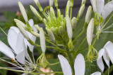 _MG_7111 Cleome Buds