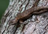 _MG_7123 Eastern Fence Lizard