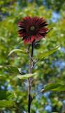 P1060019 Chianti Sunflower from Burpee