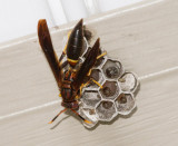 _MG_0105 Paper Wasp Tending Larvae 