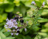 _MG_0283 Bee on Golden Oregano