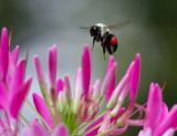 _MG_0398 Hovering Bee