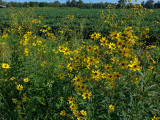 Jerusalem Artichoke (?) in a Mills River, North Carolina Field