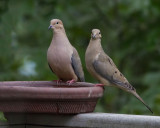 _MG_0593 Mourning Dove Pair