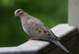 _MG_0600 Curious Mourning Dove