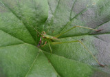 20120824_092822 Katydid Nymph in Macro Mode