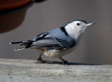 _MG_0892 Nuthatch