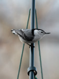 _MG_0908 Nuthatch