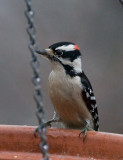 _MG_0454 Woodpecker