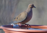 _MG_0950 Mourning Dove