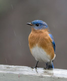 _MG_1068 Wet Bluebird