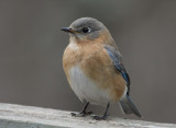 _MG_0366 Female Bluebird