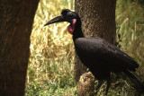 Abyssinian Ground Hornbill.jpg