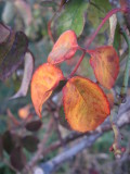 foliage - Duc dAngouleme