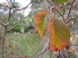 foliage - Duc dAngouleme