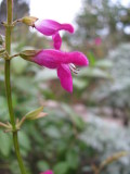 Salvia