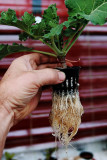 Aquaponic Kale Root Growth - Week 7