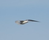 gull common tern 4 Irvine CA 4-11.JPG