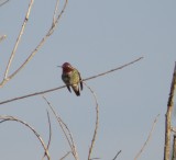 Hummingbird Annas 7 Irvine CA 4-11.JPG