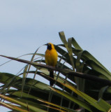 oriole hooded 7 Irvine CA 4-11.JPG