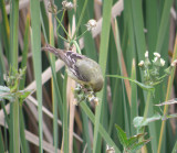 sparrow goldfinch 8 Irvine CA 4-11.JPG