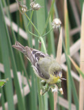 sparrow goldfinch 10 Irvine CA 4-11.JPG
