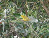 Warbler Wilsons Speeding thru the brush Irvine CA 4-11.JPG