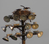 Osprey Hampton 2011..JPG