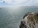 cormorant brandts Alcatraz 6-2011 aa.JPG