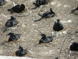 cormorant brandts Alcatraz 6-2011 r.JPG