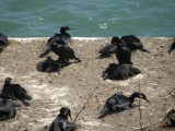 cormorant brandts Alcatraz 6-2011 u.JPG