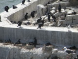 cormorant brandts Alcatraz 6-2011 w.JPG