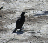 cormorant Pelagic Alcatraz 6-2011 m.JPG