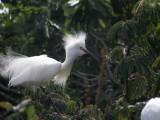 Egret Snowy Alcatraz 6-2011 b.JPG