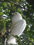 Egret Snowy Alcatraz 6-2011 h.JPG