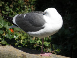 Gull W SF Bay 6-2011 f.JPG