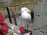 Gull W SF Bay 6-2011 g.JPG