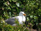 Gull W SF Bay 6-2011 l.JPG