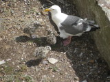 Gull W SF Bay 6-2011 r.JPG