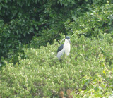 Heron BC NH Alcatraz 6-2011 a.JPG