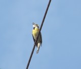 dickcissel Chesapeake VA 6-11 a.JPG