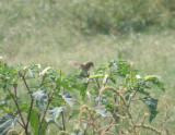 Sparrow Grasshopper 08-11 VA b.JPG