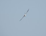 Kite Swallow Tailed 8-11 VA 11.JPG