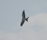 Kite Swallow Tailed 8-11 VA  14.JPG