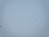 Kites SWT and MSK 8-11 VA.JPG