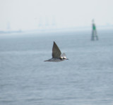 Tern black or WW VAH 0811 02.JPG